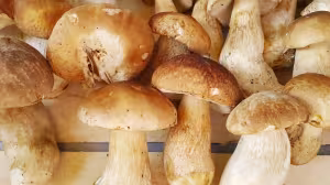 Mushroom spread for toast
